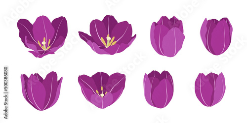 Set of purple tulip blooming flowers illustration.