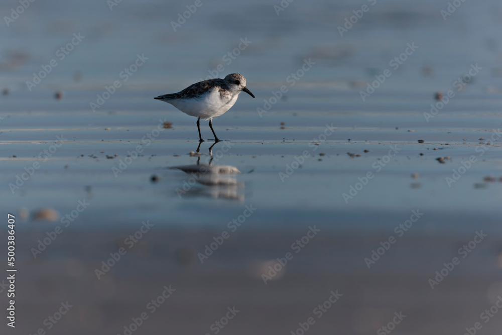 Shorebird Sanderling Calidris alba in search of food on a sandy beach in Morbihan, France Shorebird Sanderling Calidris alba in search of food on a sandy beach in Morbihan, France