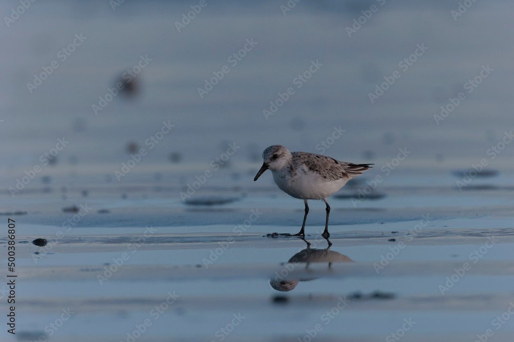 Shorebird Sanderling Calidris alba in search of food on a sandy beach in Morbihan, France Shorebird Sanderling Calidris alba in search of food on a sandy beach in Morbihan, France