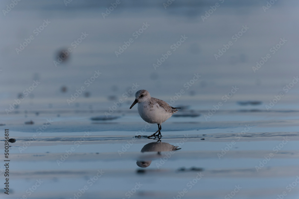 Shorebird Sanderling Calidris alba in search of food on a sandy beach in Morbihan, France Shorebird Sanderling Calidris alba in search of food on a sandy beach in Morbihan, France