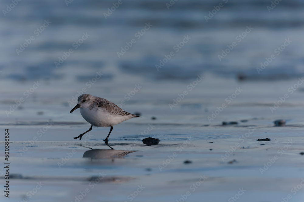 Shorebird Sanderling Calidris alba in search of food on a sandy beach in Morbihan, France Shorebird Sanderling Calidris alba in search of food on a sandy beach in Morbihan, France
