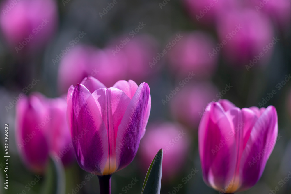 Field of purple tulip flowers. Field of purple tulip flowers.