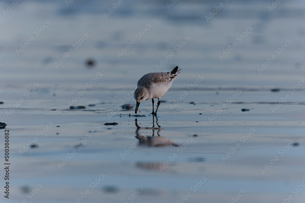 Shorebird Sanderling Calidris alba in search of food on a sandy beach in Morbihan, France