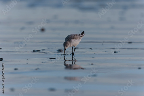 Shorebird Sanderling Calidris alba in search of food on a sandy beach in Morbihan, France © denis