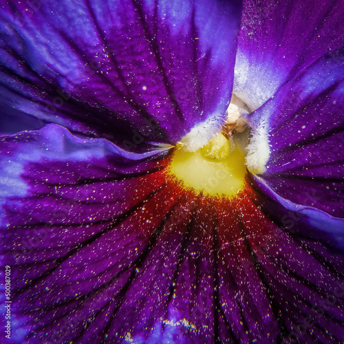 Stiefmütterchen im Detail