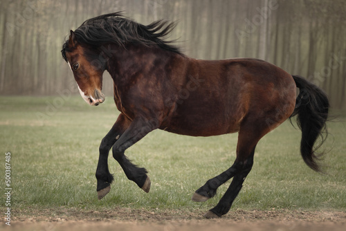 Fee bay horse gallops across the field