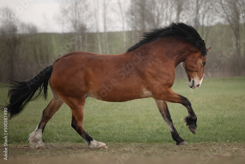 Fee bay horse gallops across the field