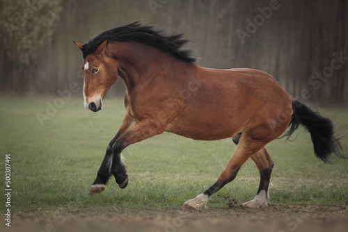 Fee bay horse gallops across the field