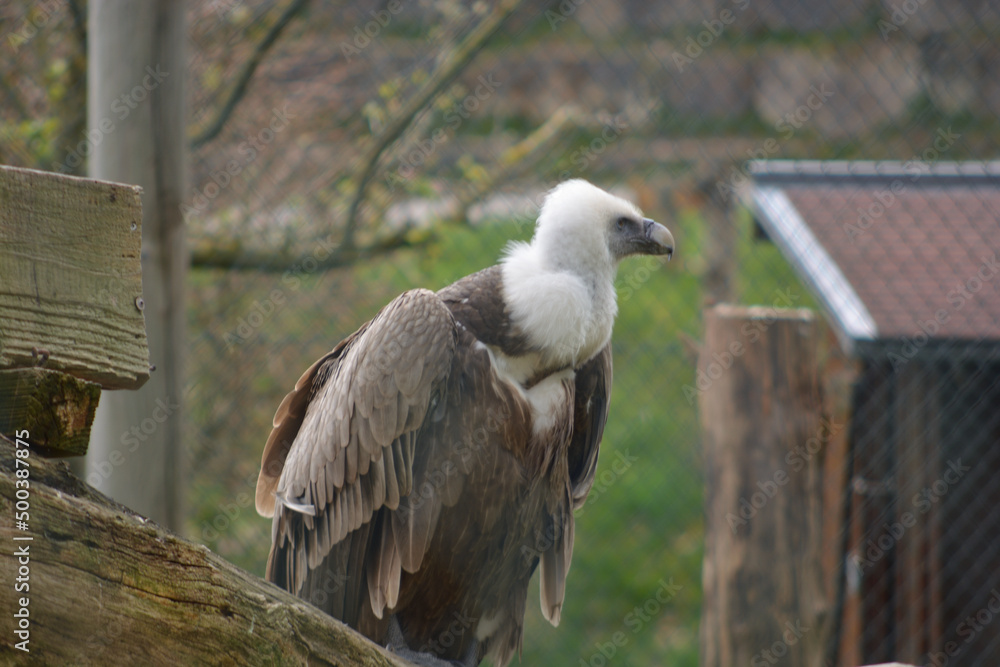 Griffon vulture or Eurasian Griffon or Gyps fulvus closeup Griffon vulture or Eurasian Griffon or Gyps fulvus closeup