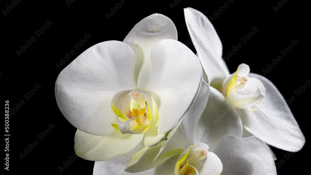 Blooming white orchid on black background time lapse Blooming white orchid on black background time lapse