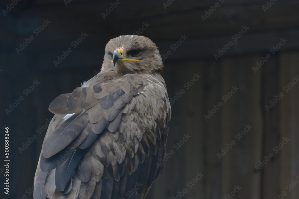 Fototapeta premium Steppe Eagle, Aquila nipalensis, sitting on a branch