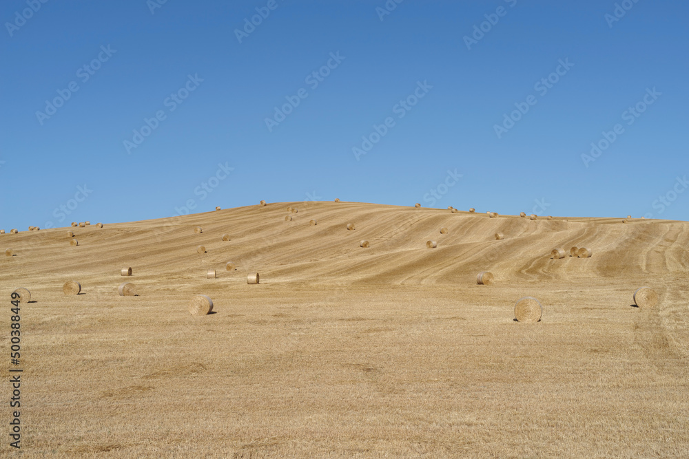 Field of freshly baled round hay bales on the hill in Tuscany, Italy