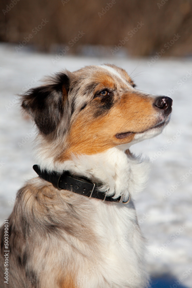Aussie marble-colored dog
