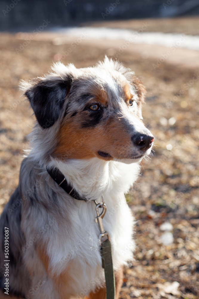 An Australian Shepherd puppy with brown eyes looks into the distance