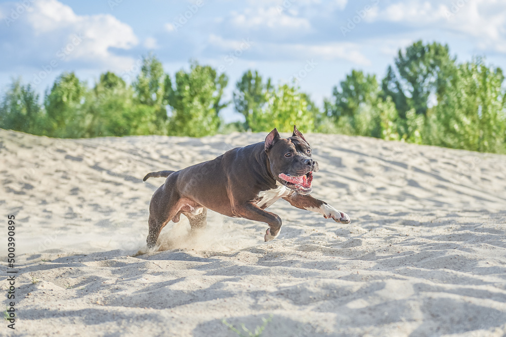 dog breed american staffordshire terrier in motion, amstaff runs, potentially dangerous dog breed
