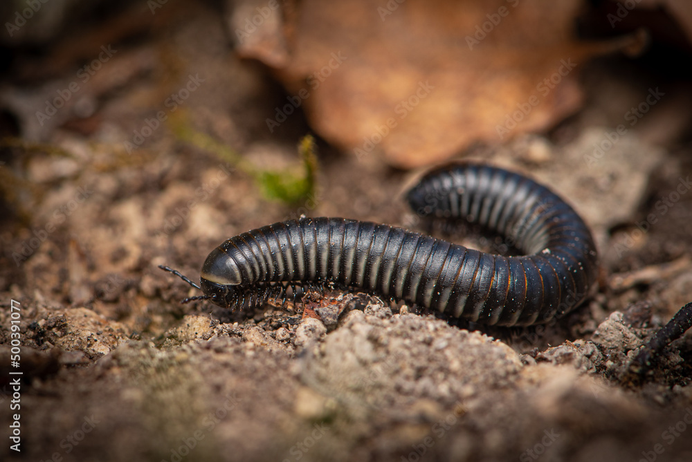 Millipede (Ommatoiulus rutilans) under a rock Millipede (Ommatoiulus rutilans) under a rock
