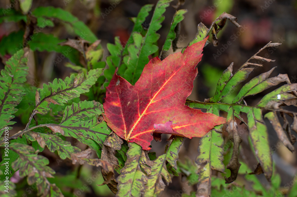 Leaf in Autumn Leaf in Autumn