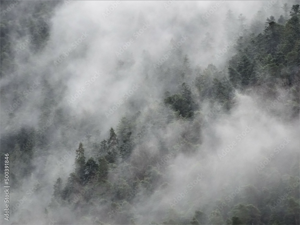 Forêt et Brume