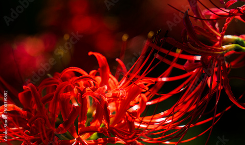 【秋】彼岸花　
 Red spider lily photo