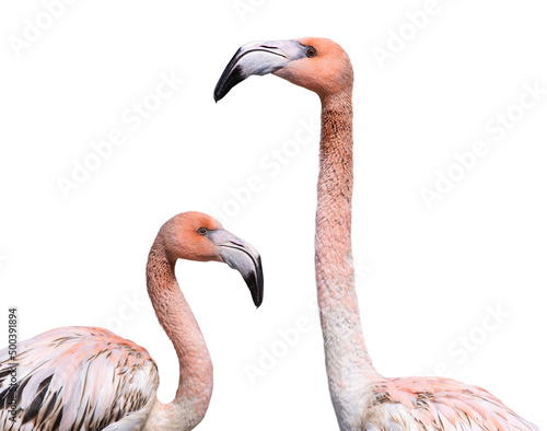 Fotografia portrait two of pink flamingo isolated against white background