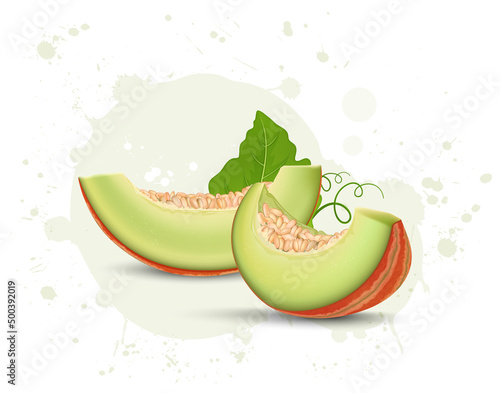 Muskmelon fruit Green slices with melon leaf and seeds vector illustration