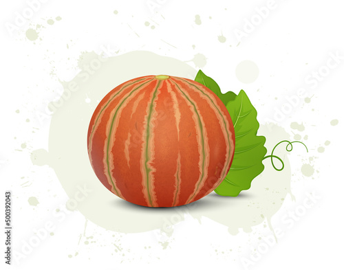Fresh Muskmelon fruit vector illustration with muskmelon leaf isolated on white background