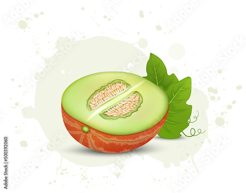 Half piece of muskmelon vector illustration with green leave isolated on white background