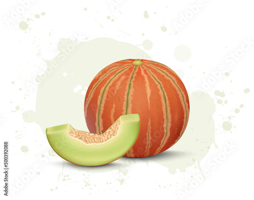 Red Striped muskmelon fruit vector illustration with melon slice