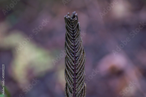 Shrivled Fern