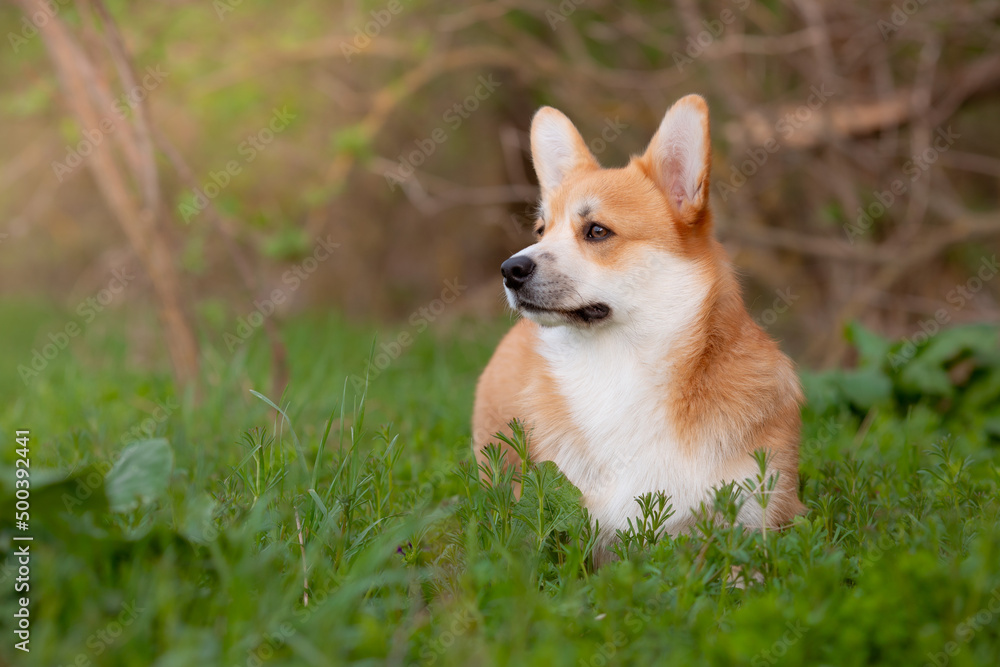 a welsh corgi dog on a spring walk in the grass looks a welsh corgi dog on a spring walk in the grass looks
