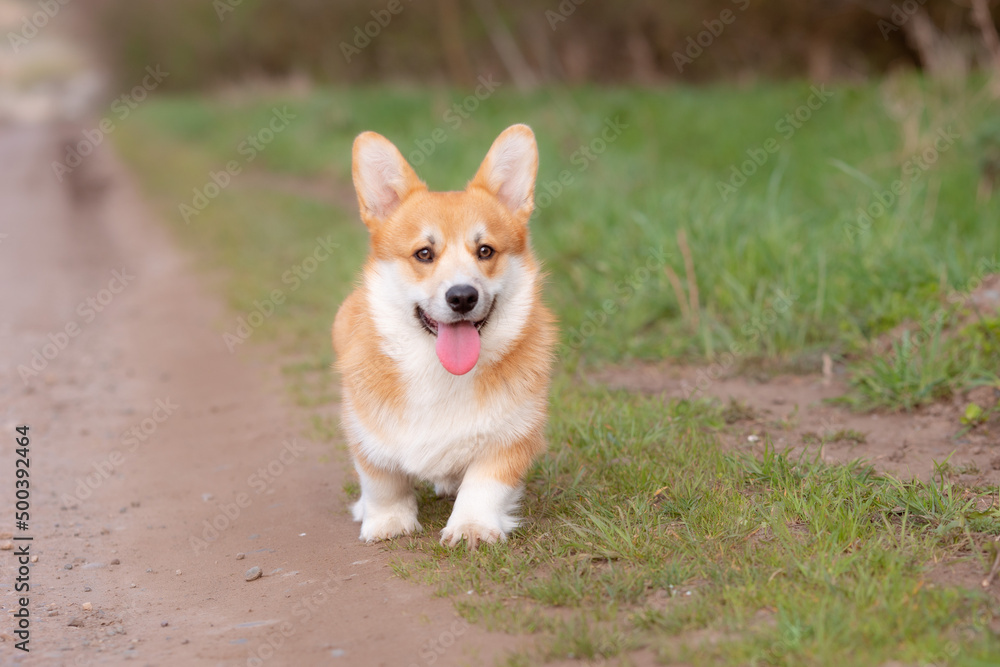 a welsh corgi dog on a spring walk in the grass looks