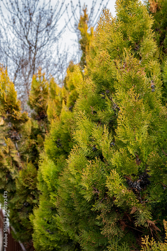 lemon cypress tree in the garden of the house, red and yellow branches