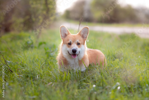 a welsh corgi dog on a spring walk in the grass looks