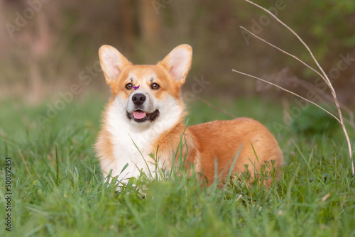 a welsh corgi dog on a spring walk in the grass looks