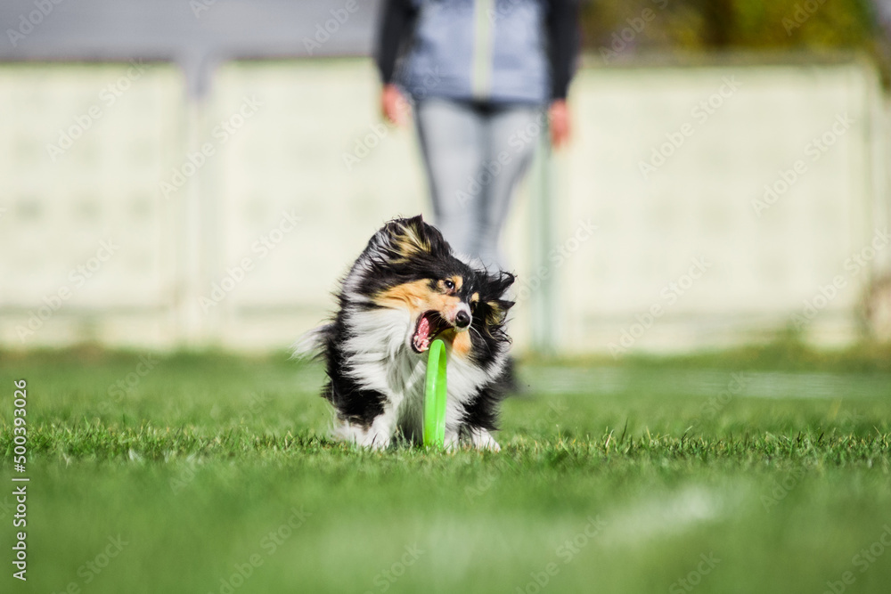 excited Shetland Sheepdog Sheltie catching rolling flying disk excited Shetland Sheepdog Sheltie catching rolling flying disk