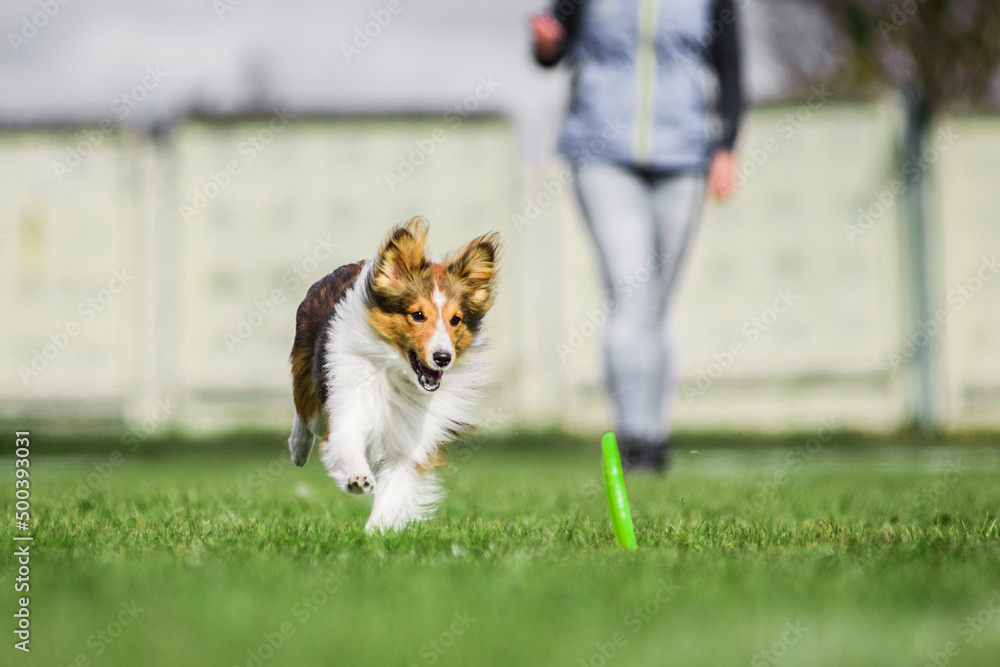 excited Shetland Sheepdog Sheltie catching rolling flying disk excited Shetland Sheepdog Sheltie catching rolling flying disk