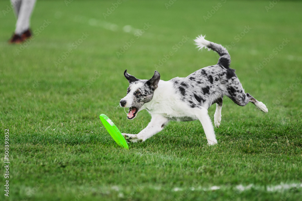 border collie running open mouth, flying disk dog sport competition