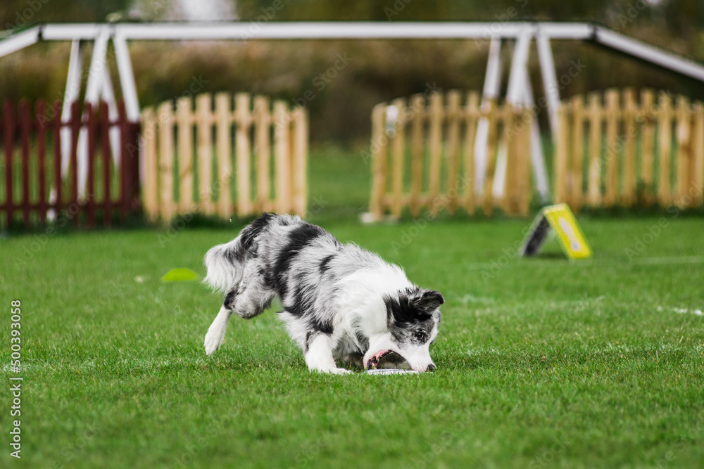 border collie running open mouth, flying disk dog sport competition