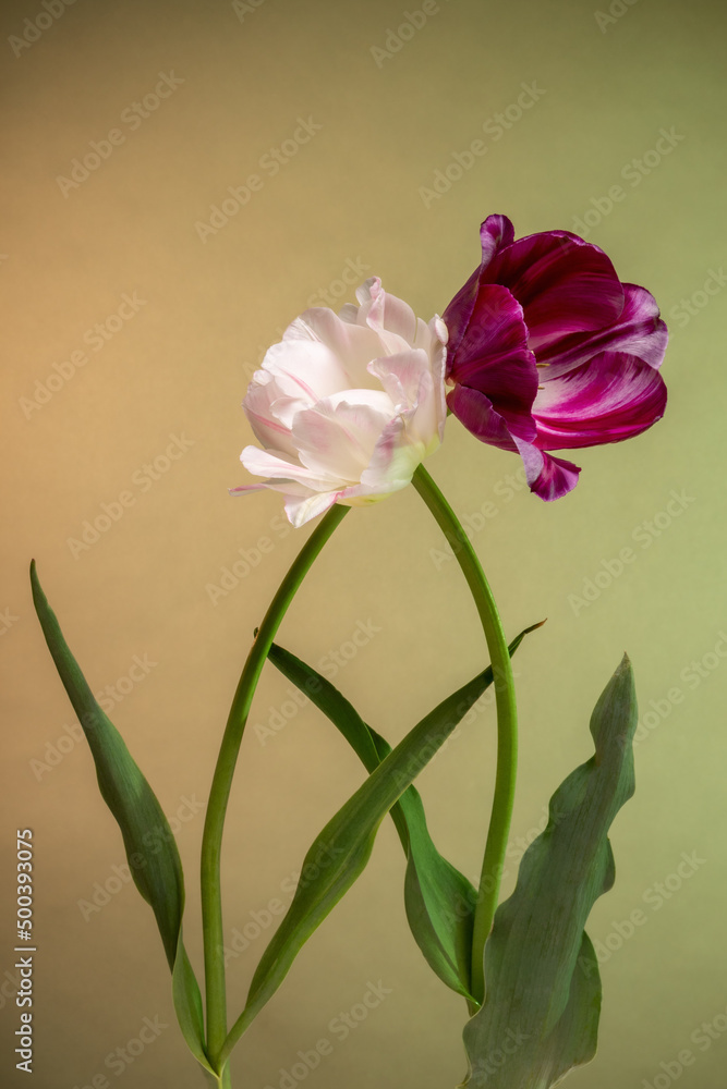 Fototapeta premium Magic two tulips on abstract green-yellow sunrise background