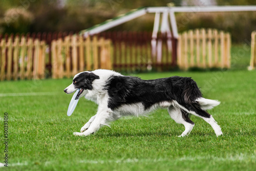 border collie catching flying disk, summer outdoors dog sport competition