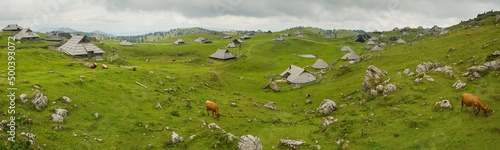 landscape with cows on pasture photo