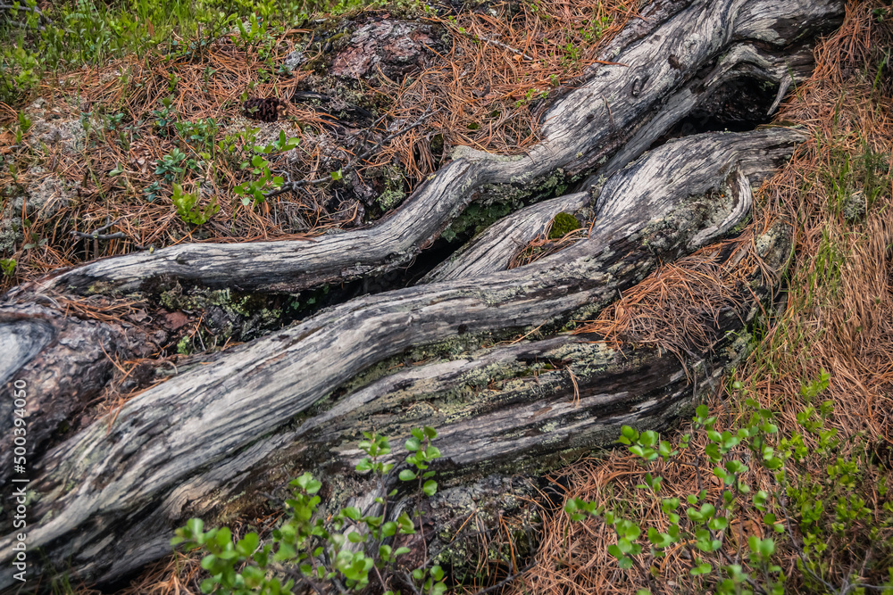 Old dry tree roots. Ancient power of life. Pine trunks without bark from wind. Old dry tree roots. Ancient power of life. Pine trunks without bark from wind.