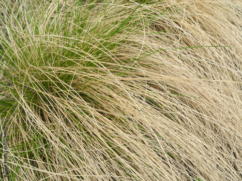 Natural background from spreading dry leaves of festuca or fescue. Evergreen ground cover ornamental cereal plants for the garden.                        