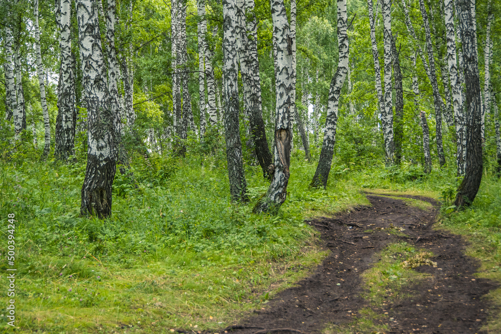 Fototapeta premium Dirt road in birch forest. Trip through countryside. Rays of sun make their way through green foliage. Atmosphere of fresh summer day.