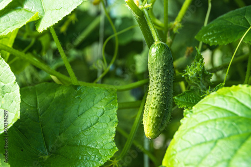 Small cucumber on stem among green foliage. Appearance of first fruits in greenhouse. Growing gherkins and vegetables on farm. Ingredient for fresh vegetarian salad
