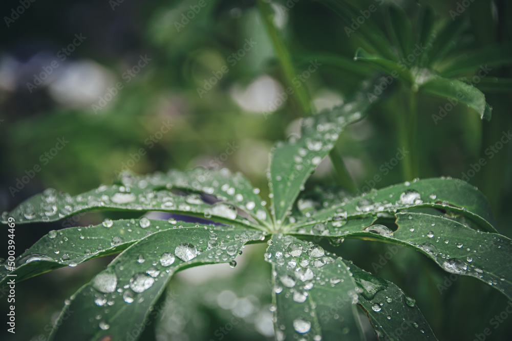 Lupin leaves with dew drops in summer garden. Green natural background for floristry. Fresh stems after rain. Lupin leaves with dew drops in summer garden. Green natural background for floristry. Fresh stems after rain.