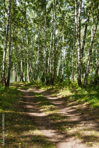 Dirt road in birch forest. Trip through countryside. Rays of sun make their way through green foliage. Atmosphere of fresh summer day.