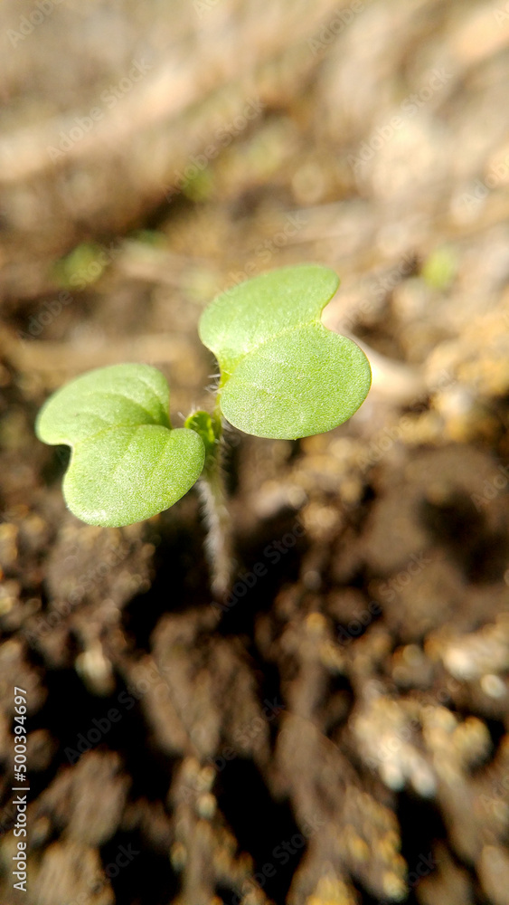 sprout arugula growing in the soil sprout arugula growing in the soil