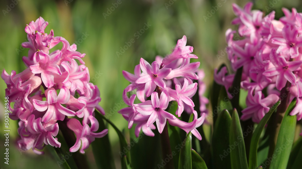 Pink Hyacinth (Hyacinthus orientalis) blooms in the garden in May. Lush blooming flower of pink purple Hyacinth. Spring floral background. Greeting card. Selective focus. First spring flowers. 