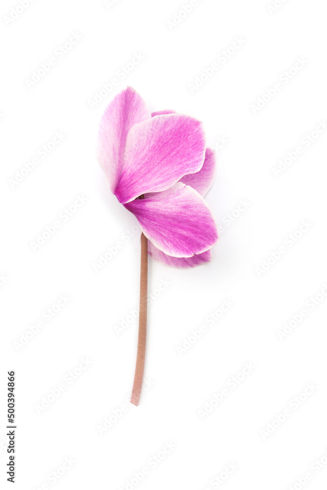 Cyclamen flowers isolated on white